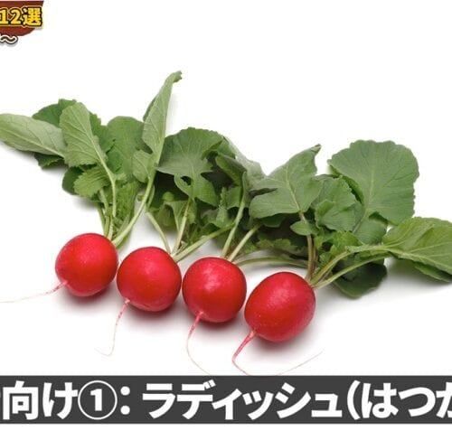 ラディッシュ(はつか大根)