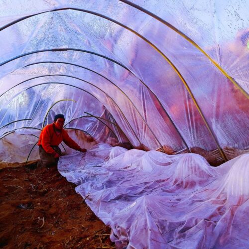 このビニールハウスは幅4メートル。上の写真、向かって左にジャガイモが3列植えてある