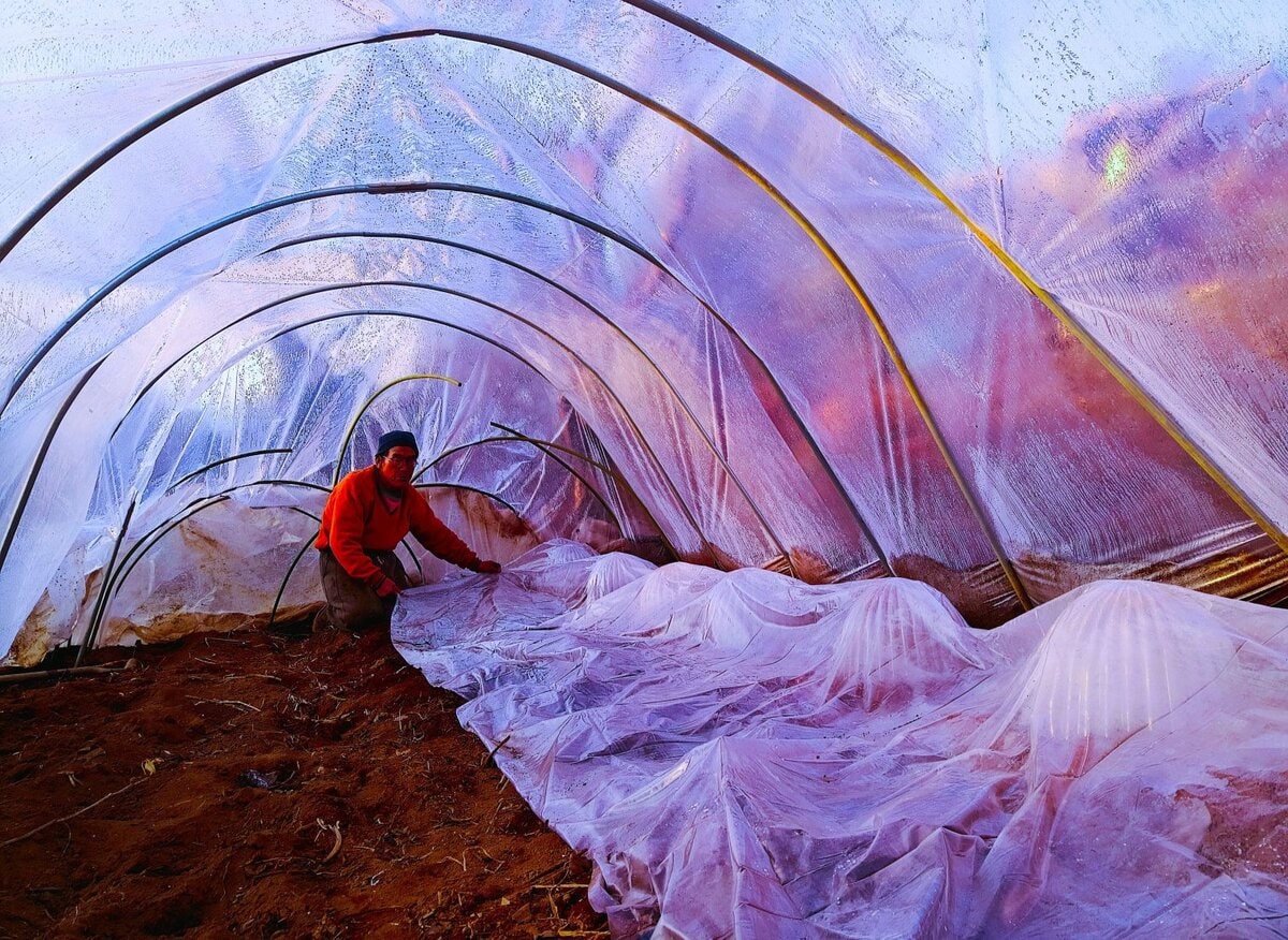 このビニールハウスは幅4メートル。上の写真、向かって左にジャガイモが3列植えてある