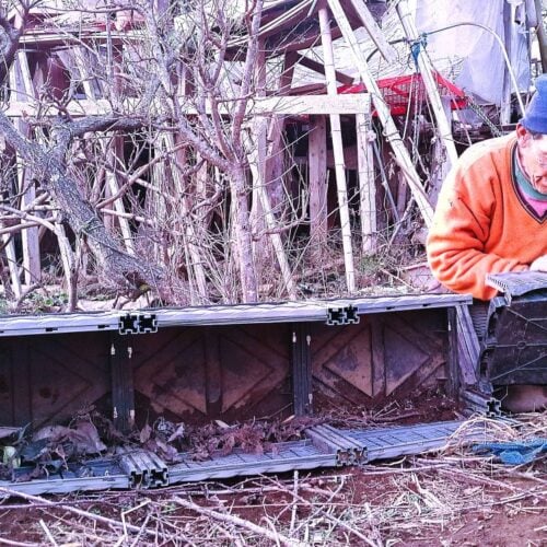 ここ1週間、ほぼ連日、野鳥からの野菜防御に腐心している