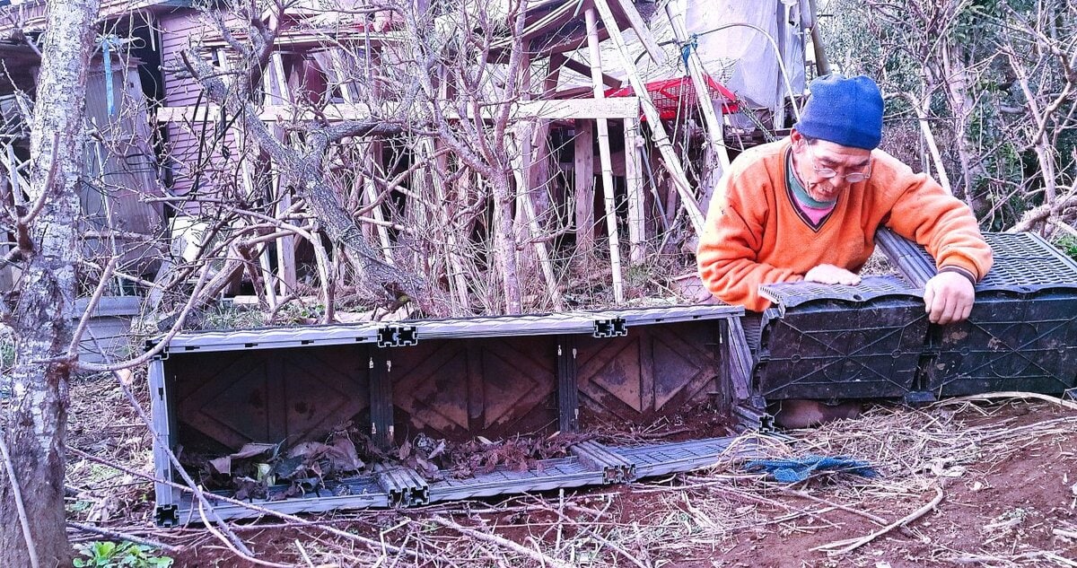 ここ1週間、ほぼ連日、野鳥からの野菜防御に腐心している