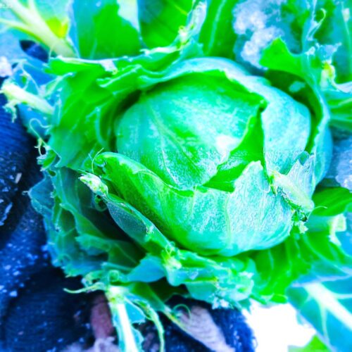 本物の春を待ちながら、いま僕が日々食べているものがこのキャベツ