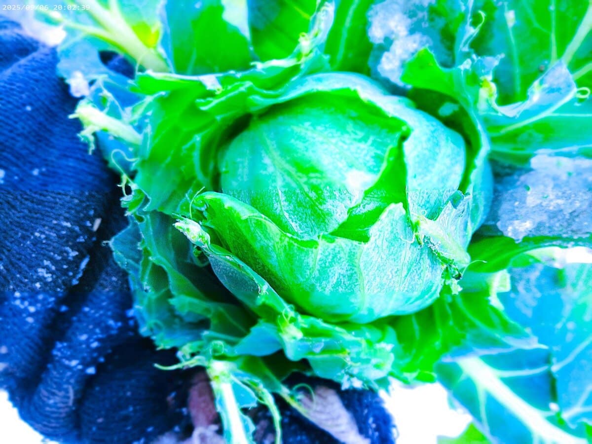 本物の春を待ちながら、いま僕が日々食べているものがこのキャベツ