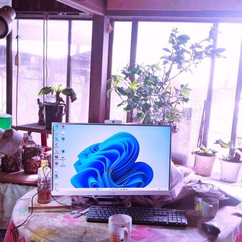 何日ぶりだろう、霜は降りたが氷は張らず、朝から光が注ぐのは