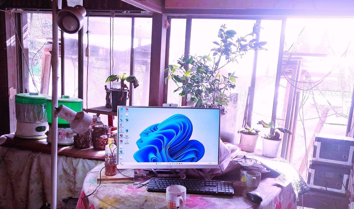 何日ぶりだろう、霜は降りたが氷は張らず、朝から光が注ぐのは