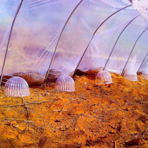 ビニールハウスの中に帽子型のプラスチックカバーを設置