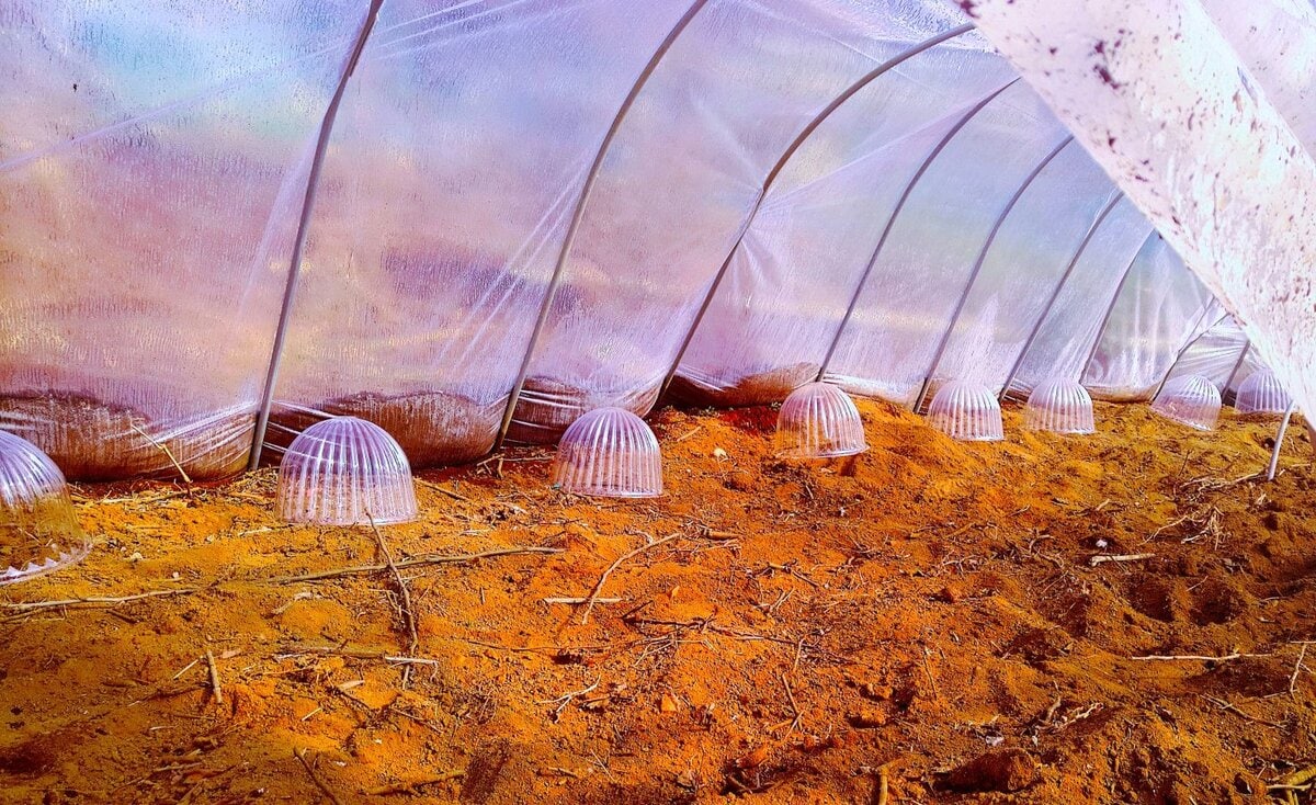 ビニールハウスの中に帽子型のプラスチックカバーを設置