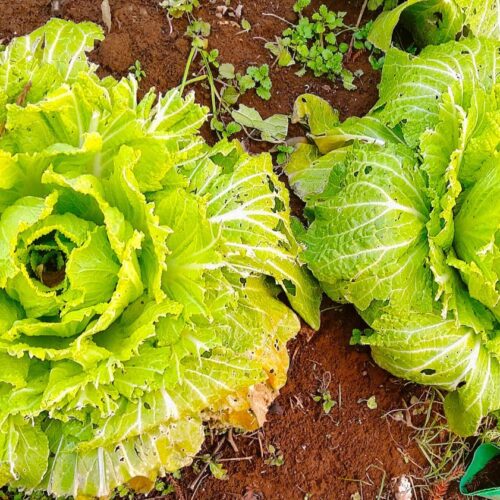 キャベツ、白菜はそれぞれ6か所に分散して作ってあるが、それに全部ビニールとネットを張るというのは大仕事である