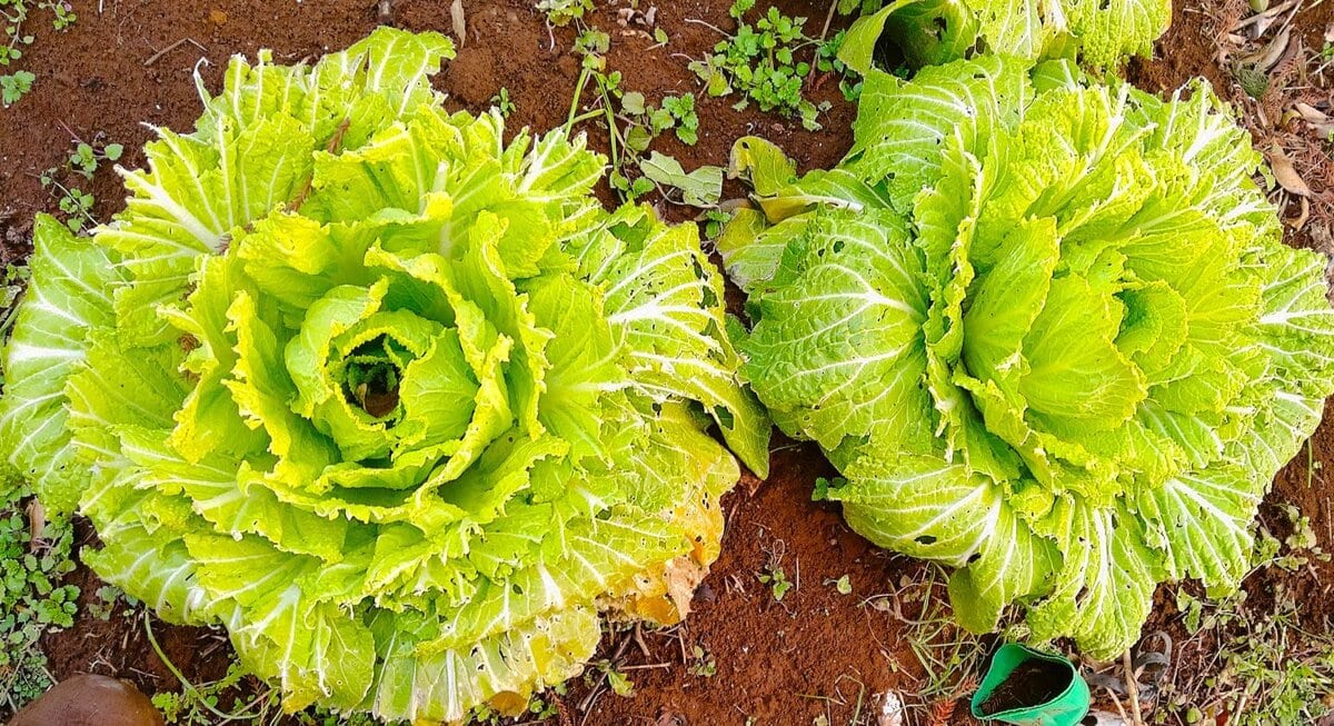 キャベツ、白菜はそれぞれ6か所に分散して作ってあるが、それに全部ビニールとネットを張るというのは大仕事である